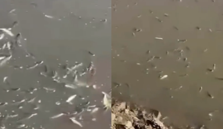 Milhares de peixes mortos no Rio Santo Antonio