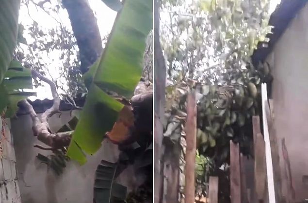 Vídeo: árvore desaba e danifica telhado e cômodos de casa, no Benedito Bentes