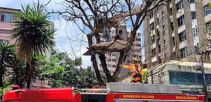 Homem faz 'casa' em árvore em movimentada avenida de BH e é resgatado após seis horas 