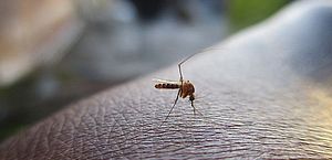 Fabricantes de repelente temem fim da matéria-prima no auge da dengue no Brasil