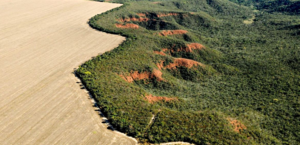 Desmatamento no Cerrado emite 135 milhões de toneladas de CO2 desde 2023