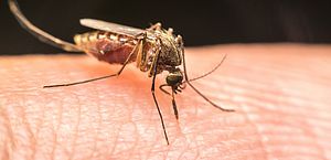 Quase 4 bilhões de pessoas correm risco de infecção pelo Aedes, diz OMS 
