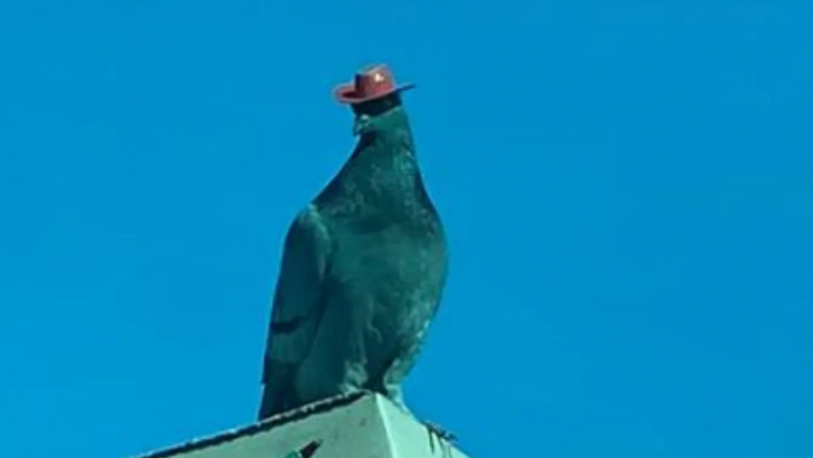 Pombos em Las Vegas estão surgindo com chapéus de cowboy colados na cabeça