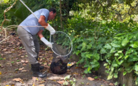 Vídeo mostra momento em que macaco bugio é capturado por equipes do IMA