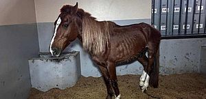 Fila de adoção do cavalo "Caramelo", que ficou ilhado, tem mil interessados