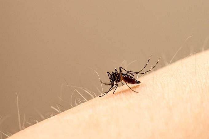"Aedes aegypti", principal portador do vírus da zika e dengue 