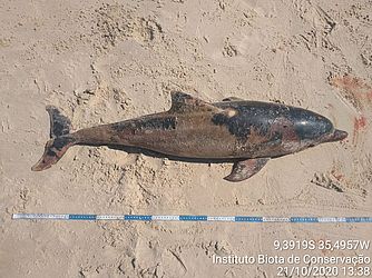 Golfinho encontrado na Barra de Santo Antônio. Foto: Divulgação / Biota