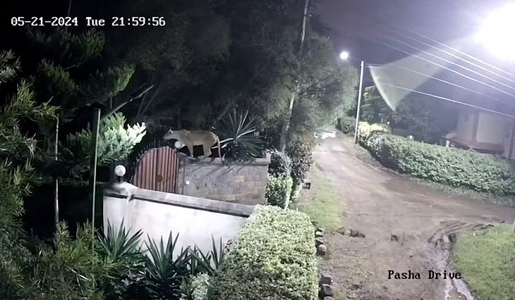 Imagem de câmera de segurança registrou momento em que leoa salta no muro e mata cachorro
