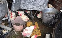 Diversas irregularidades: Vigilância Sanitária interdita avícola no Poço