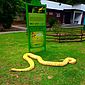 Píton exótica apreendida em casa de CAC é levada para zoológico na Paraíba