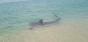 Banhistas filmam tubarão de quase 2m no RJ; em Noronha, uma criança de 8 anos foi atacada