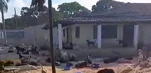 Artefatos explodem e provocam a morte de quatro cães em abrigo, em Marechal Deodoro